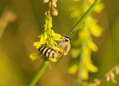 Colletes alini