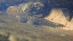 Stiphodon multisquamus