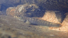 Stiphodon multisquamus