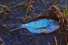 Rhabdosargus