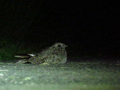 Caprimulgus affinis stictomus