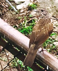 Turdus leucomelas