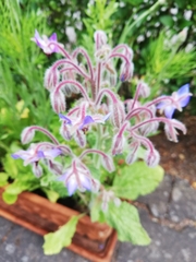 Borago