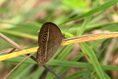 Brakefieldia perspicua perspicua