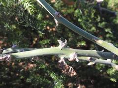 Asparagus multiflorus
