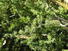 Asparagus multiflorus