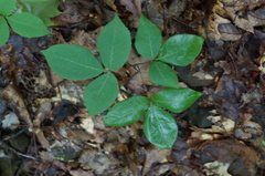Staphylea trifolia