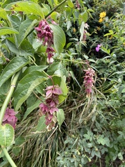 Leycesteria formosa