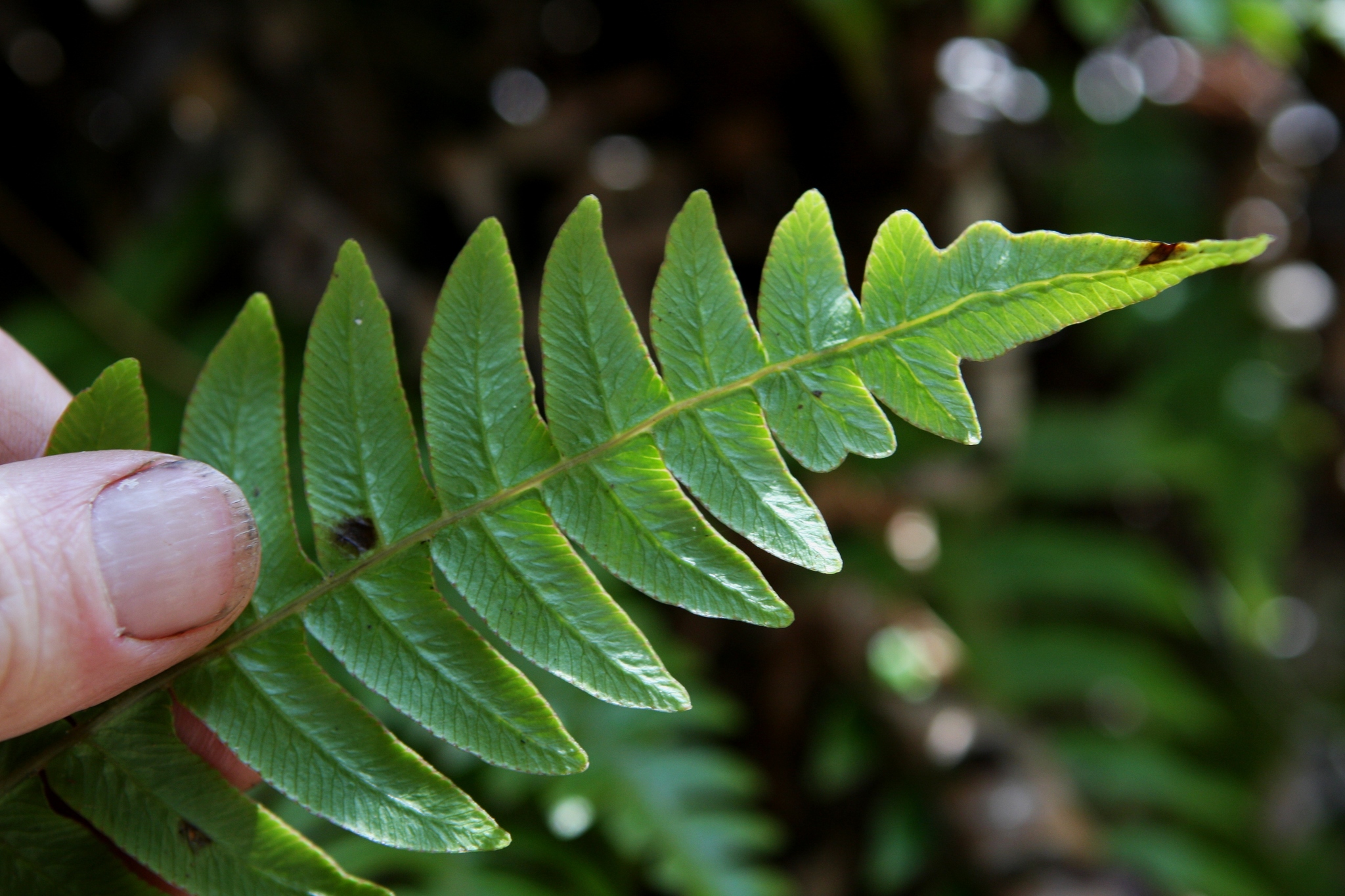 Blechnum