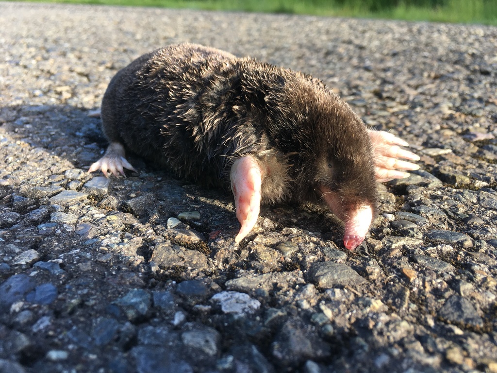 Townsend's Mole