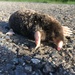 Townsend's Mole - Photo (c) Peter Zika, some rights reserved (CC BY-NC), uploaded by Peter Zika