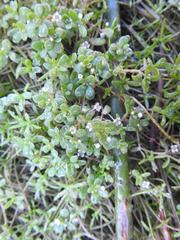 Crassula natans natans
