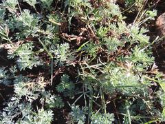 Cotula nigellifolia nigellifolia
