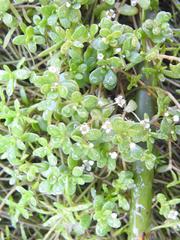 Crassula natans natans