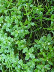 Crassula natans natans