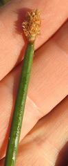 Eleocharis limosa