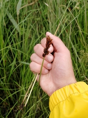 Carex disticha