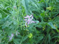 Fumaria muralis muralis