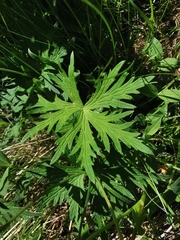 Geranium rivulare