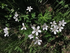 Geranium rivulare