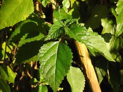 Laportea peduncularis