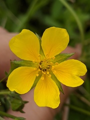 Potentilla diversifolia