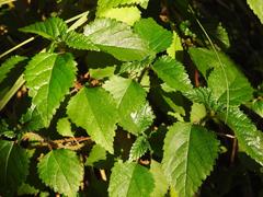 Laportea peduncularis