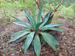 Agave maximiliana