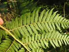 Megalastrum lanuginosum