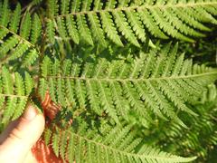 Megalastrum lanuginosum