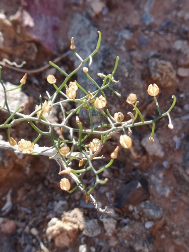 Drimia intricata