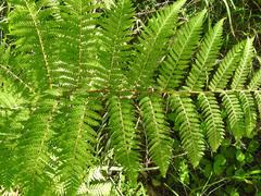 Megalastrum lanuginosum