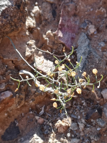 Drimia intricata