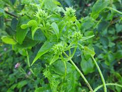 Mikania chenopodiifolia