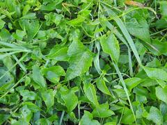 Mikania chenopodiifolia