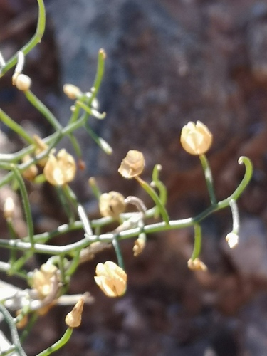 Drimia intricata