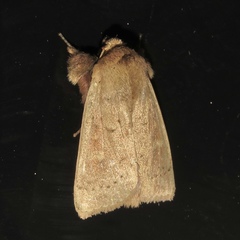 Leucania pseudargyria