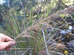 Miscanthus ecklonii