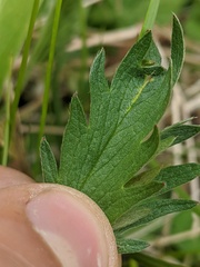Potentilla diversifolia