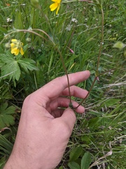 Potentilla diversifolia