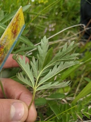 Potentilla diversifolia