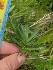 Potentilla diversifolia