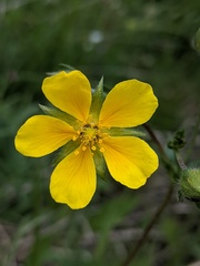 Potentilla diversifolia