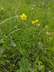 Potentilla diversifolia