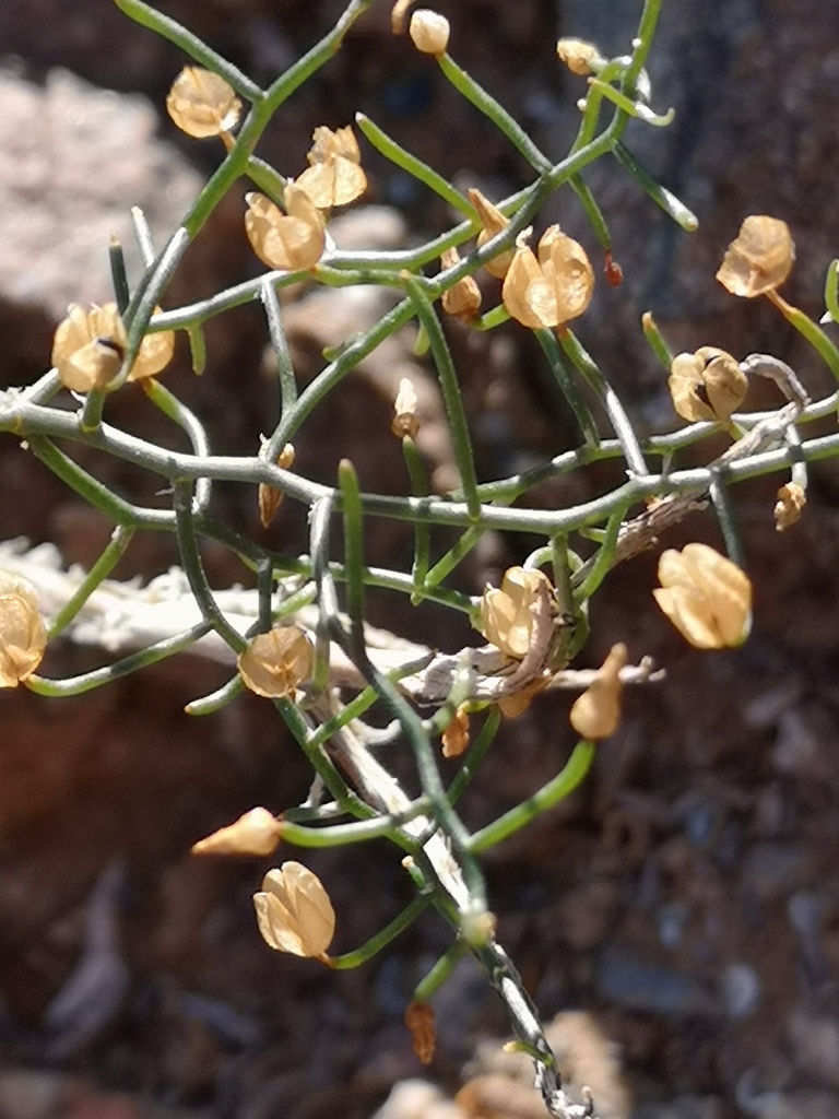 Drimia intricata, Northern Cape, ZA
