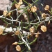 Bowiea volubilis gariepensis - Photo 由 leandra-k_89 所上傳的 (c) leandra-k_89，保留部份權利CC BY-SA