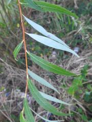 Salix mucronata mucronata