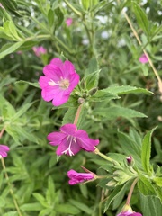 Epilobium hirsutum
