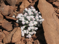 Helichrysum roseo-niveum