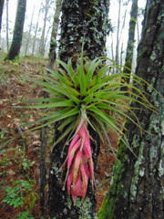 Tillandsia macdougallii
